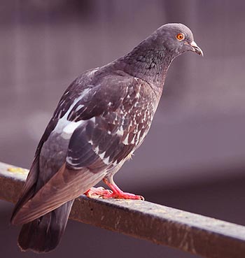 Anti-pigeons