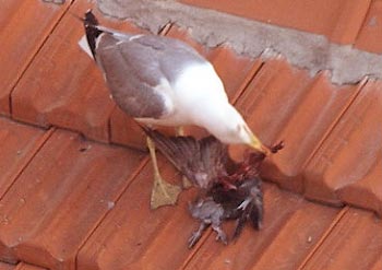 Goeland sur un toit en ville