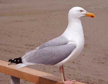 Mouette