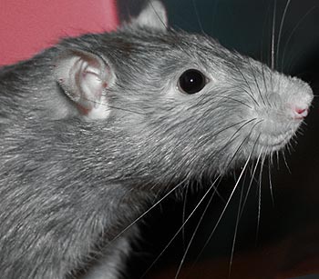 Rat