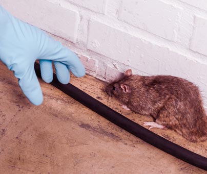 Toutes nos astuces pour se débarrasser efficacement des rats ! - Coffia