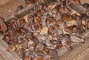Infestation de rats