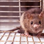 Piège à rats