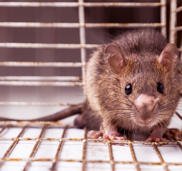 Mort aux rats: Acheter au Brico ou choisir un dératiseur ?