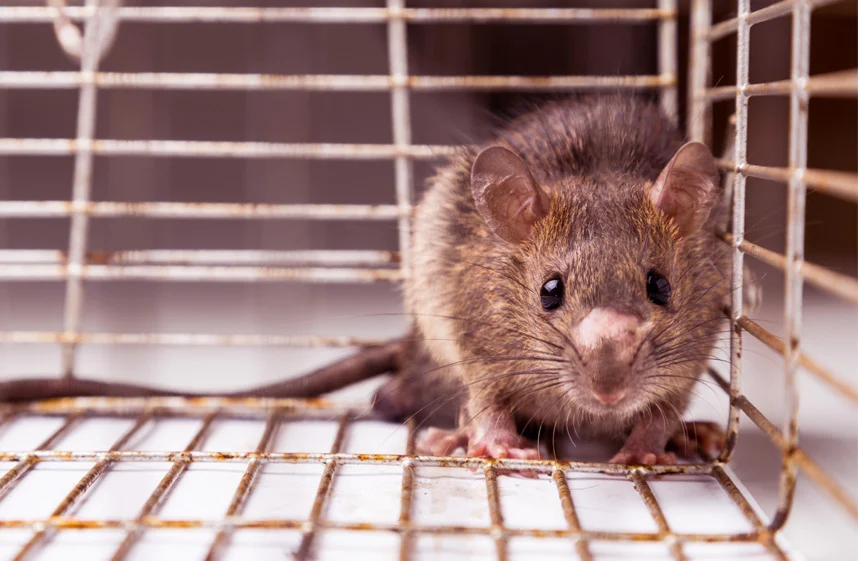 Quels raticides efficaces pour lutter contre les rats ?