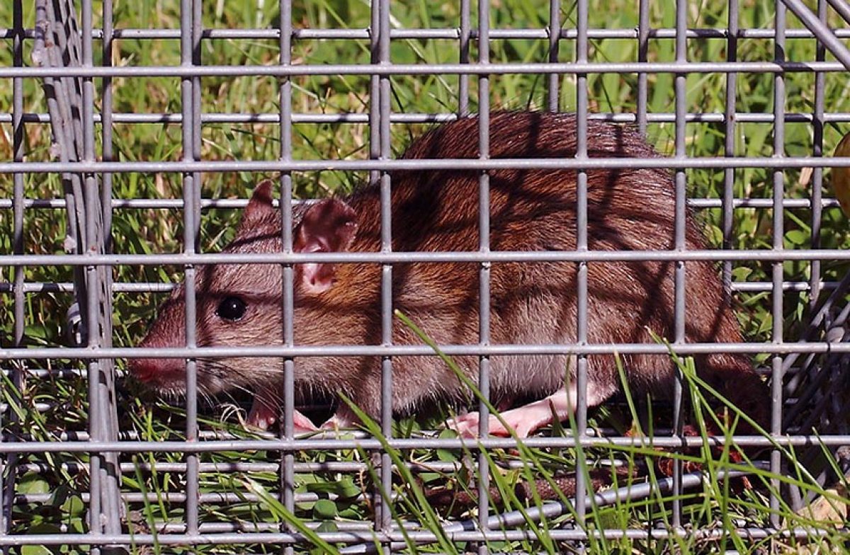 Fond Pris Au Piège Pris Au Piège à Souris Tué Photo Et Image en