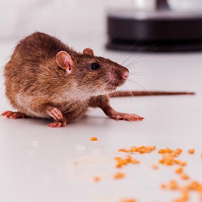 Nourriture qui attire les rats dans la cuisine
