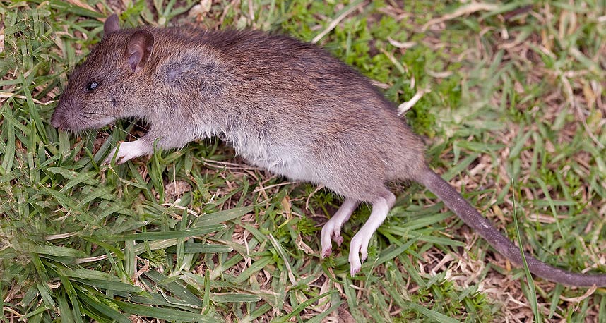 Rat mort dans le jardin aux abords de la maison