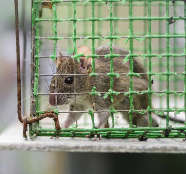 Eloigner les rats naturellement : les odeurs qu'ils détestent