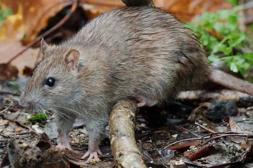 Les meilleurs répulsifs contre les souris et les rats ? Nos conseils