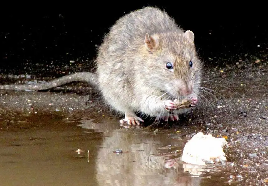 l'odeur de la nourriture attire les rats