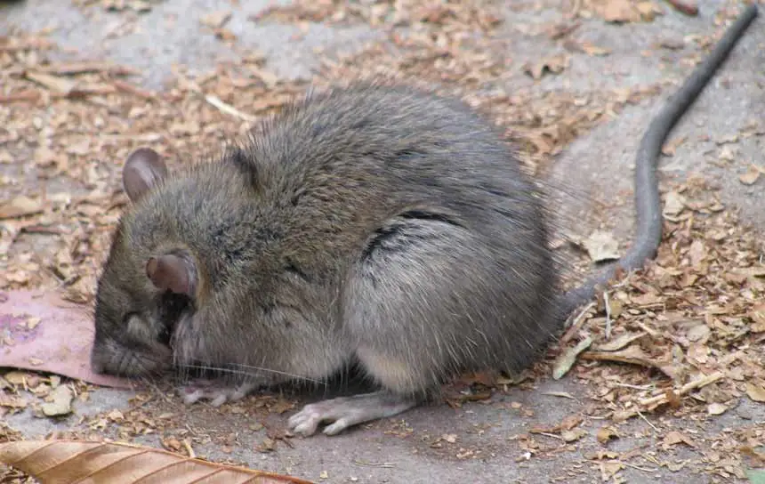 Est-ce que les ultrasons sont efficaces contre les rats ? Oui !