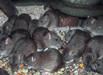 Présence de rats dans la cuisine à la recherche de nourriture