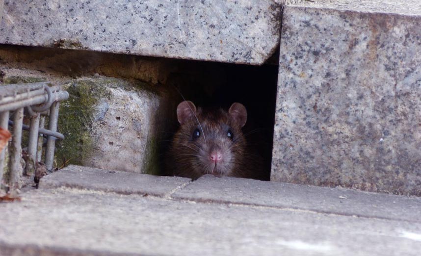 Rats dans les parties communes d'une immeuble en copropriété