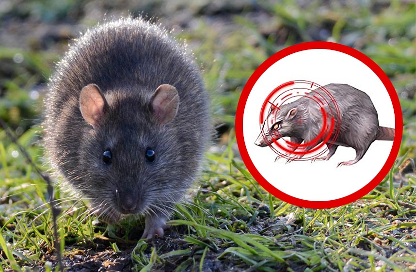 Est-ce que les ultrasons sont efficaces contre les rats ? Oui !