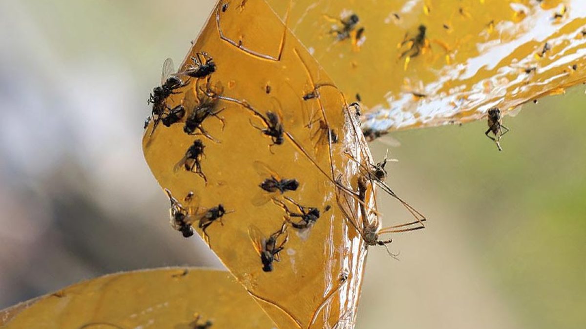 Pièges géants à bande de colle pour mouches