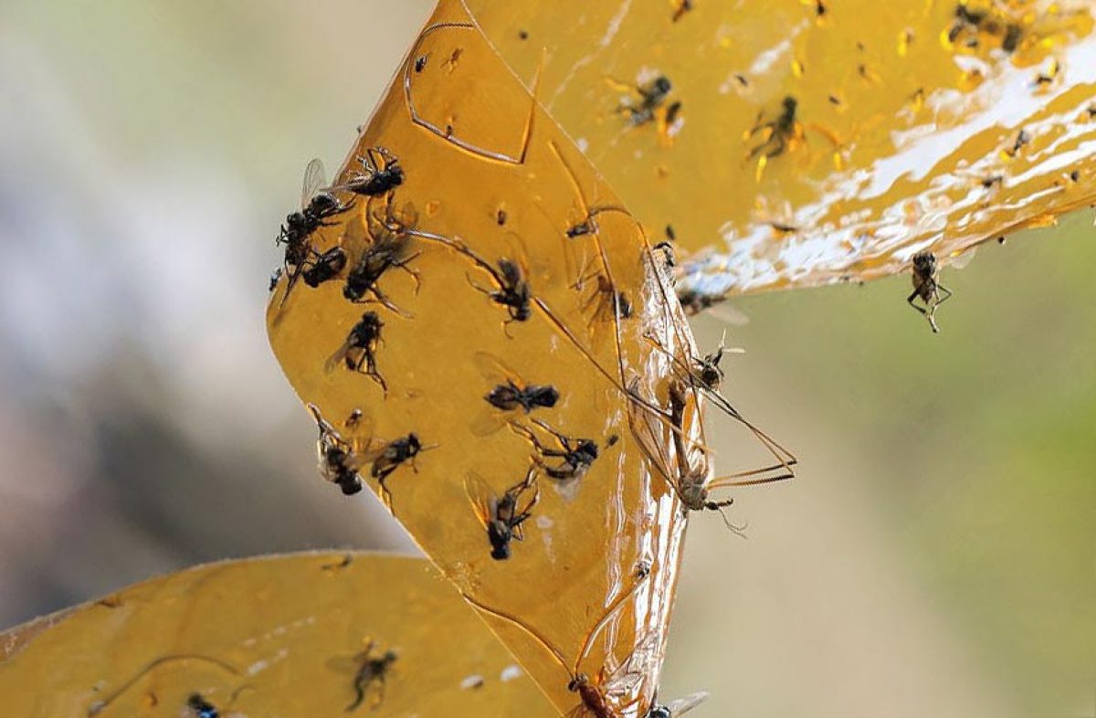 Comment se débarrasser des mouches à la maison de façon naturelle et  écologique ?