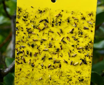 Pièges géants à bande de colle pour mouches