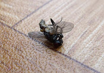 Comment chasser les mouches de la maison de manière naturelle ?