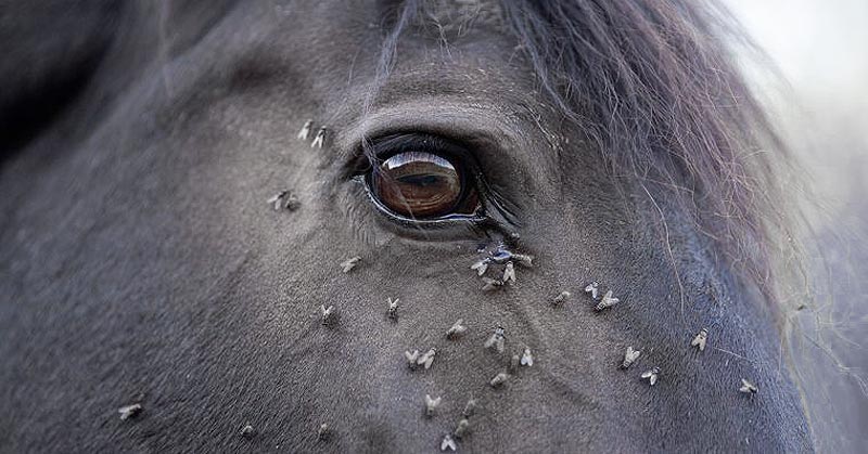 Mouches sur les chevaux