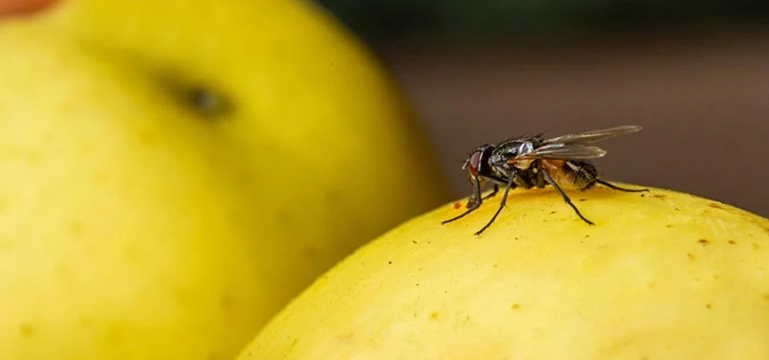 Mouches sur les fruits