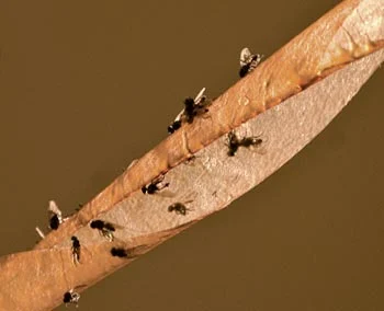 4 Pièces, Pièges À Mouches De Fenêtre D'intérieur, Autocollant De Mouche De  Fenêtre D'attrape