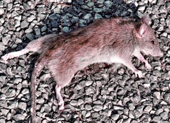 Rat mort devant la maison