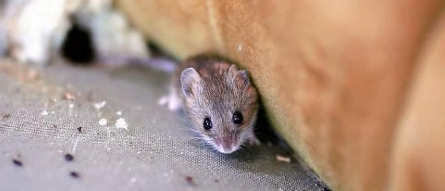 Souris attirée par la présence de miettes dans la maison