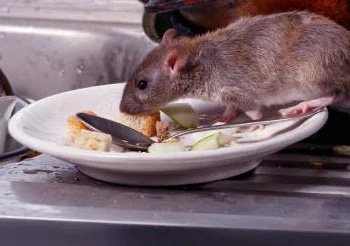 Souris grignote des restes dans la cuisine