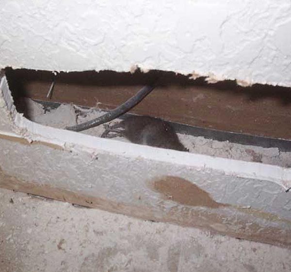 Souris dans les murs de la maison