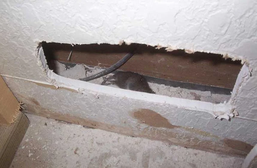 Souris dans les murs de la maison