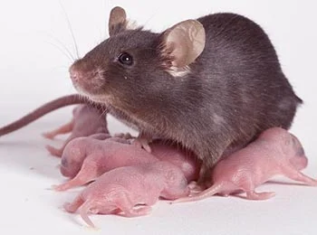 Souris dans les murs : comment s'en débarrasser ?