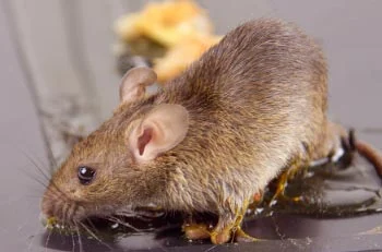 Souris Morte Sur Une Souricière à Colle Pour Rongeurs Domestiques, Une  Souris Ou Un Rat Gris S'enlise Dans Un Collant