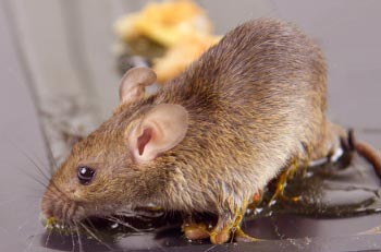 Colle anti souris pour lutter contre les rongeurs de la maison