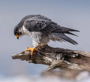 Cris de rapaces comme le faucon pélérin pour faire fuir les pigeons