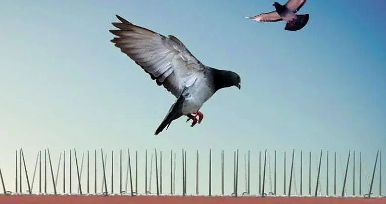 Dispositifs anti-pigeons sur mesure - Anticimex