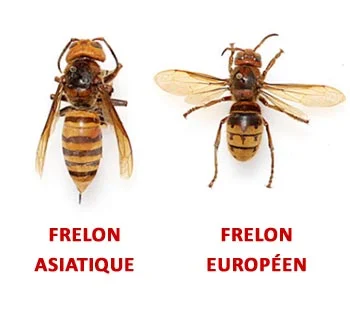 Différence entre le frelon Européen et frelon Asiatique