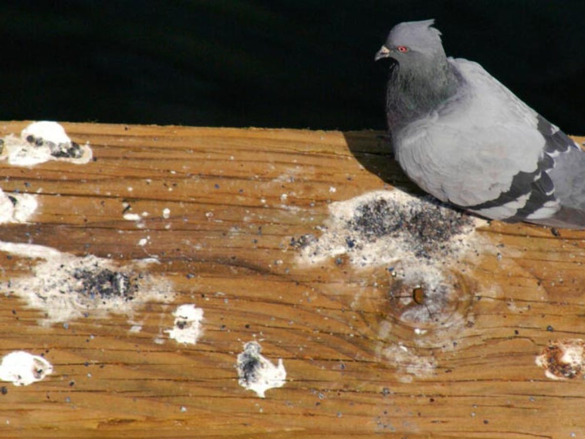Le nettoyage des fientes de pigeon : toutes les solutions !