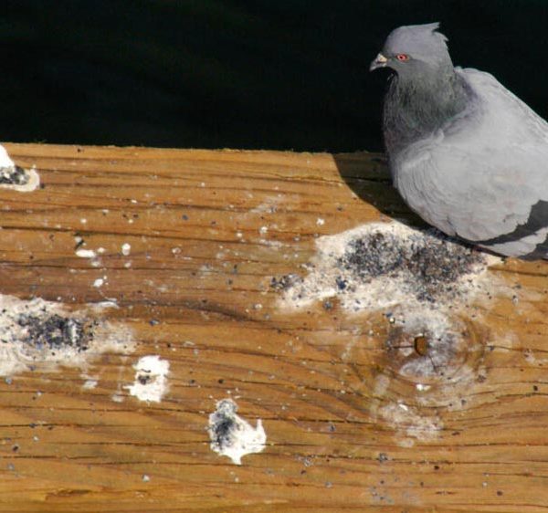 Fientes de pigeons