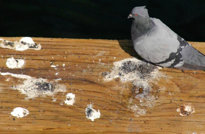 Fientes de pigeons