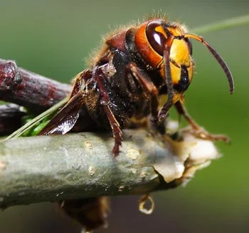 Frelon dans le jardin