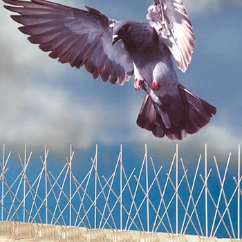 Installation pic anti-pigeon