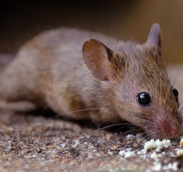 LIWI-Piege a glu pour rat et souris, plaque collante pour rat et rongeurs, piège à colle