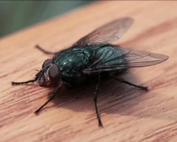 Comment se débarrasser des mouches à la maison de façon naturelle et  écologique ?