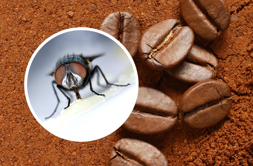 Moucherons : 5 astuces naturelles pour lutter contre ces petits insectes