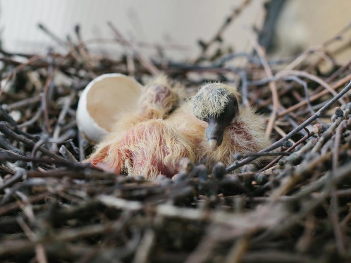 Répulsif naturel pour pigeons : filet Anti-pigeon pour balcon et