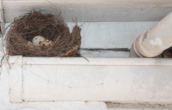 Nid de pigeons gênant