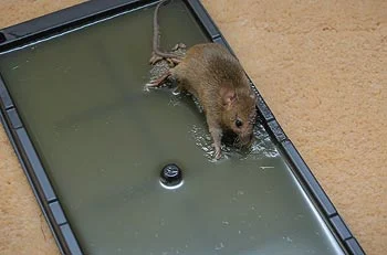 Generic Piège à colle pour les souris, rats, et reptiles - piège à