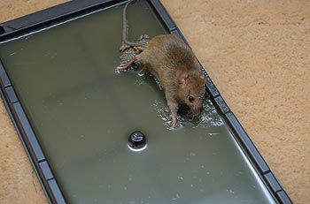 Colle Piège Souris Rats Sur Piège Colle Rat Souris Morte image