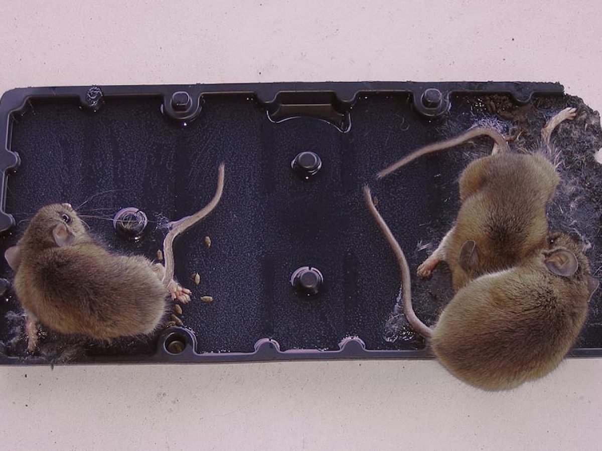 Piège à souris collant Pièges à souris Intérieur pour la maison